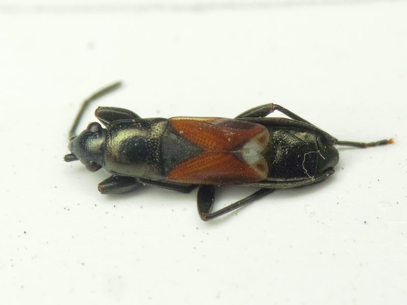 Pterotmetus staphyliniformis (Schilling, 1829)